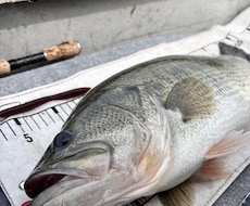 琵琶湖バス釣りSNS運用/動画作成できます バス釣りSNSを強化したい、お客様を楽しませたい！