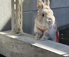 ブリーダー開業・ラビトリー運営をアドバイスします 動物取扱責任者であるうさぎブリーダーがサポートします