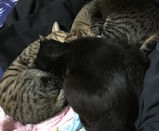 猫の気持ち飼い方かわからないひとおすすめしてます イメージ1