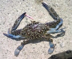 カニ釣り！海での美味しい カニを釣る方法教えます 簡単にカニは釣ることが可能なんです。 釣り方をお教えします。
