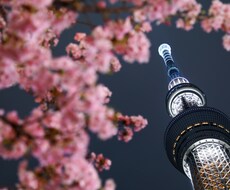 写真撮影、出張撮影、加工致します イメージ1