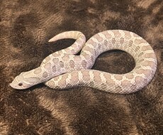 爬虫類の飼育に関してのご相談をお受け致します イメージ1