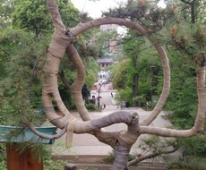 脳梗塞やうつ病が改善します 驚くほど頭がスッキリして、体も軽く毎日ハッピー♪