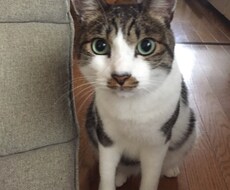 話し相手になります イメージ1