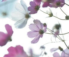 あなたの撮った写真のRAW現像を代行します イメージ1