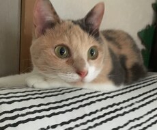 1コインで2日✳︎トークルームで話し相手になります イメージ1