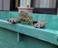 つまみになります イメージ1