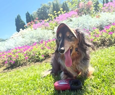 １７歳老犬の飼い主がシニア犬の自宅ケアを伝授します イメージ1