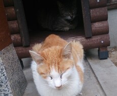 かわいい猫の写真や動画をさしあげます