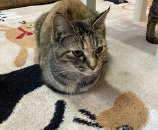 あなたのお話を聞きます イメージ1