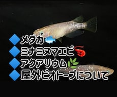 メダカ/ミナミヌマエビ飼育初心者主婦がお聞きします おうち時間の癒し⭐メダカ/ミナミヌマエビ/飼育お話聞かせて♪