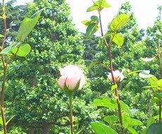 何かはお楽しみ。いただきものが増えます 父の日、母の日、お誕生日に天使さんからの贈り物をしたいとき