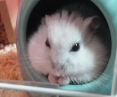 ハムスターの飼育方法、病気など相談受け付けます