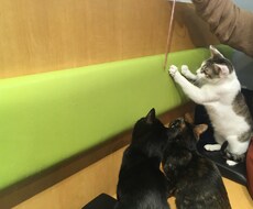 猫じゃらしの極意あり。伝授します イメージ1