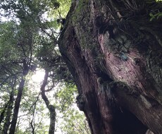 霊視、直感でお答えします イメージ1