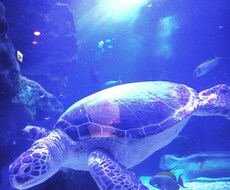 一眼レフカメラでオリジナルの写真を撮ります イメージ1