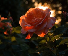 総合祈祷を行います 総合的に祈祷を行い全体のエネルギーを高めます