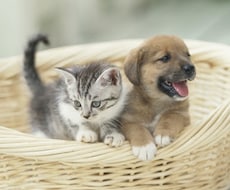 わんこ・にゃんこ なんでもお気軽相談室＊ 動物病院勤務の動物看護師がお答えします！ イメージ1