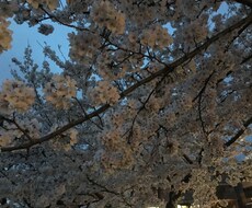 3日間ワンコイン♡リクエストに応じてお聞きします イメージ1