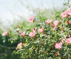 恋愛＊解決のヒント＊セラピーカードで伝えます 好きな人のことでお悩みのあなたへ＊