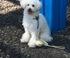 犬の基本のしつけ方法などを教えます イメージ1