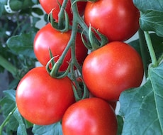 ベランダ菜園水耕栽培を写真から一緒に考えます イメージ1