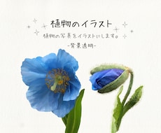 写真を参考に植物イラストを作成します イメージ1