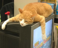 ぐうたら占いします イメージ1