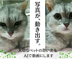 大切な子の思い出を、動く姿で残しませんか？ます 大切なペット写真から、自然な動きのある思い出動画を制作します