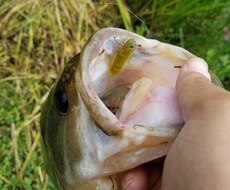 バス釣り初心者卒業させます イメージ1