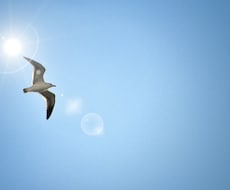 心のブロックを解放し、あなた本来の道へ導きます ～自然体でうまくいく成功体質に変化〜