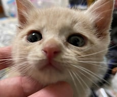なんでも出来ませんが、なんでも出来ます イメージ1