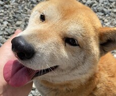 低い声でゆっくりと落ち着いた雰囲気で話します イメージ1