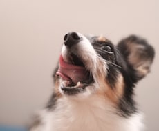 犬との暮らしの第1歩、お手伝いします イメージ1