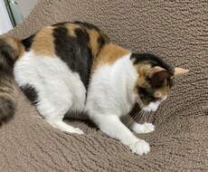 恋愛・仕事何でも占います イメージ1