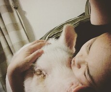 実はカンタン！ミニブタの飼い方教えます イメージ1