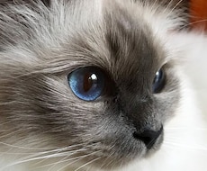 ペットの飼育方法のご相談やお悩みを解決します イメージ1