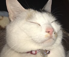 ちょこっとでもなんでも話し相手になります イメージ1