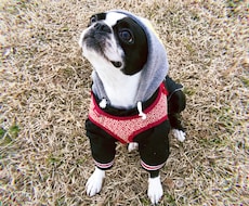 愛犬のストレス解消をお手伝いします イメージ1