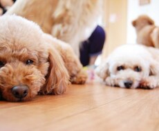 あなたに合ったおすすめ犬種を選びます イメージ1