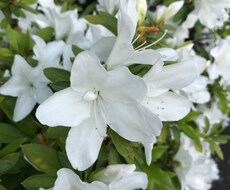 正常なハートに戻します イメージ1