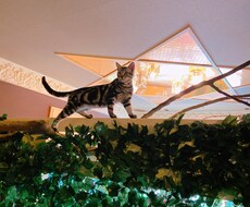 猫ちゃんの画像を格安で提供します イメージ1
