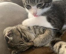 子猫のゴロゴロ音差し上げます イメージ1