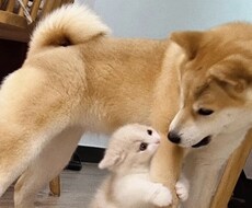 癒やしと安心をお届けします イメージ1