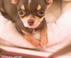 あなたからの依頼に合わせたチワワの写真を撮ります 犬が大好きな人チワワが好きな人