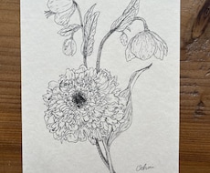 植物のペン画描きます 添付の画像のようなイラストを描きます。