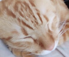 お悩みがある方色んな相談乗ります イメージ1