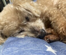 動物看護師について教えます イメージ1