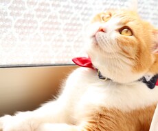 貴方の素敵な写真を加工します イメージ1