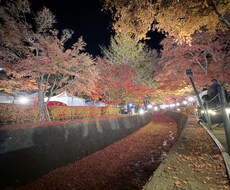 恋愛相談、話し相手、お悩みご相談下さい。ます イメージ1